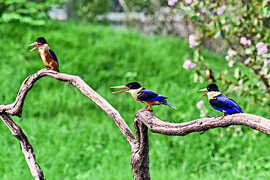 《堡垒：猎鹰战纪》开发者呼吁给独立开发者更多空间