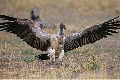 《美女，请别影响我学习》Steam页面上线 本月发售